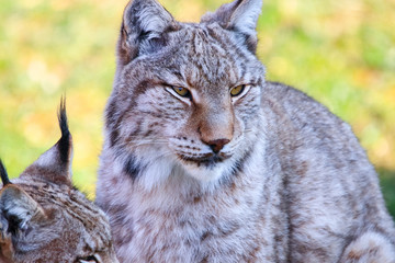 Eurasian lynx or Boreal Lynx  (Lynx lynx),  is a medium-sized cat native to Siberia, Central, East,...