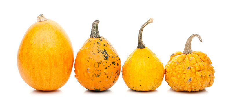 Set Of Small Pumpkins Isolated On White Background