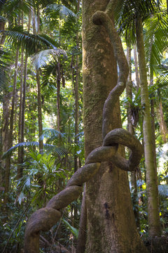 Liana climbing palm tree in rainforest
