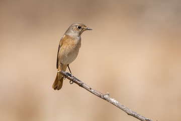 Obraz premium common redstart Phoenicurus phoenicurus