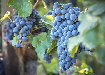 Close-up grapes in vineyard backlit by autumn sunshine