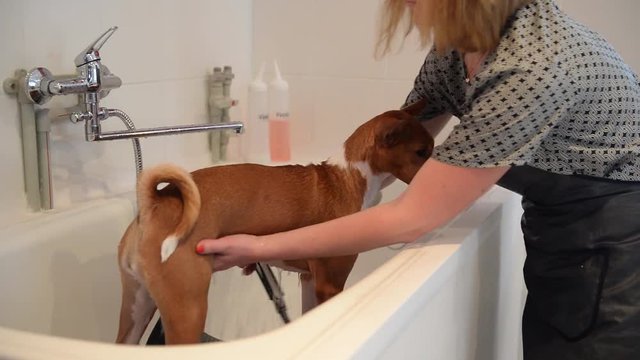 Washing the dog in the front of the haircut professional hairdresser.