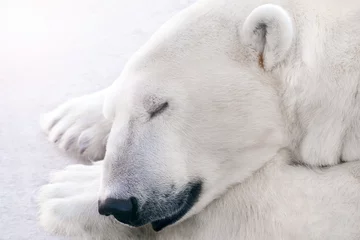 Foto op Canvas A polar bear sleeps on the ice. © SKfoto