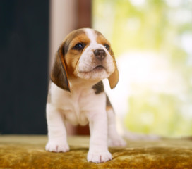 Beagle puppy