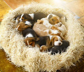 Sleeping Beagle puppies