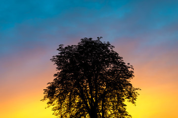 Fototapeta na wymiar silhouette photo of a tree against a sunset background