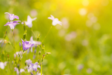 Spring background with beautiful violet flowers.