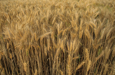 Ears of wheat close-up