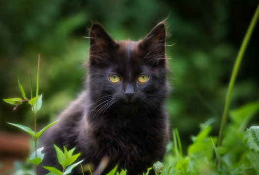 Chat noir