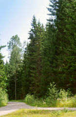 Fototapeta na wymiar road, forest, ground, long, trees, spruce, travel