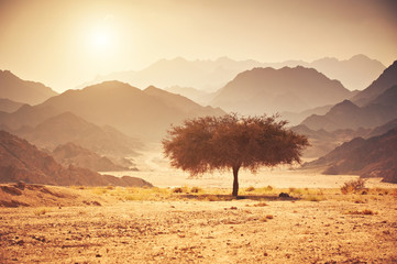 Valley in the desert with an acacia tree with mountain rock and sun