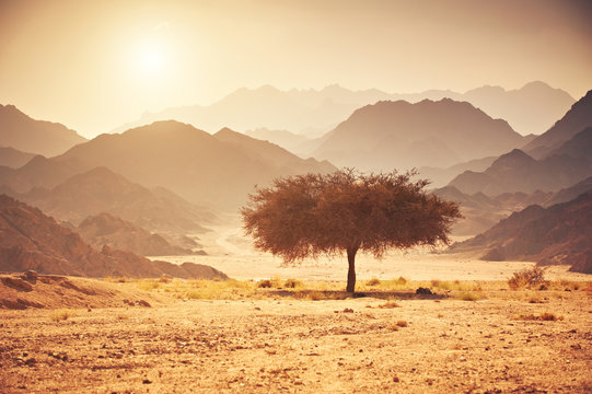 Valley in the desert with an acacia tree with mountain rock and sun