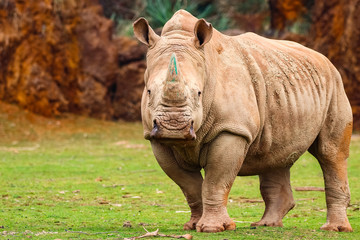 Fototapeta premium White rhinoceros or White Rhino, Ceratotherium simum, with big horn in Cabarceno Natural Park