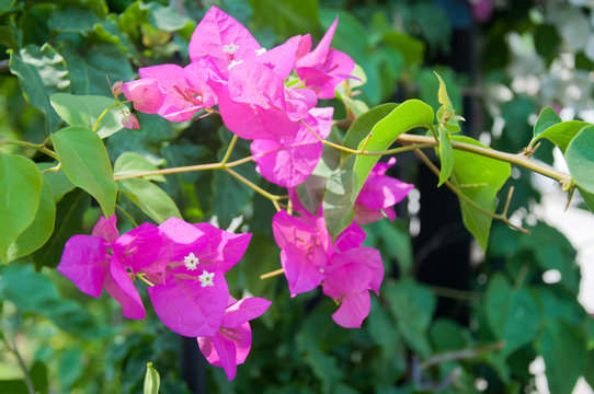 Branch of begonvil blossom flowers in summer Turkey