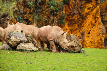 White rhinoceros or White Rhino, Ceratotherium simum, with big horn in Cabarceno Natural Park