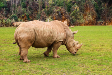 Obraz premium White rhinoceros or White Rhino, Ceratotherium simum, with big horn in Cabarceno Natural Park