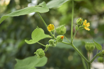 Abutilon theophrasti bloom