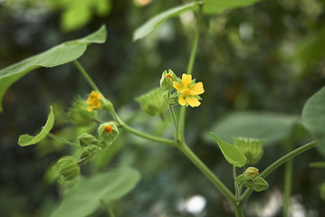 Abutilon theophrasti bloom