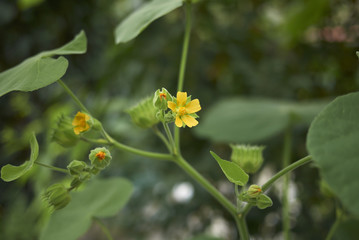 Abutilon theophrasti bloom
