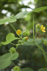 Fototapeta premium Abutilon theophrasti bloom