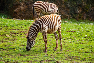 Fototapeta na wymiar Grevy's zebra or Real (Equus grevyi). Common zebra (Equus quagga)