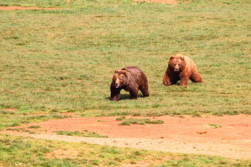 Bears (Ursus arctos) in north Spain