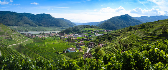 Wachauer Weinbergpanorama bei Spitz