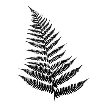 Silhouette of a fern. Black on white background. Vector illustration.