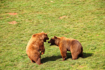 Bears fighting (Ursus arctos) in north Spain