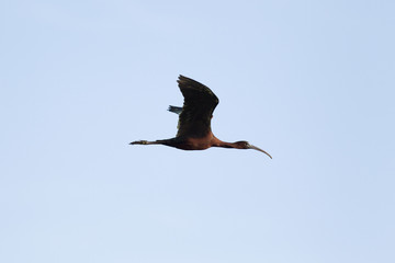 Glossy ibis