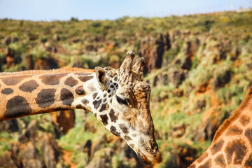 Giraffe (Giraffa camelopardalis) head and face