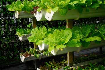 Vegetables are grown using fertigation system. Vegetables can be planted in a small space and arranged vertically. Using less soil and water mixed with fertilizer supplied by drip irrigation.
