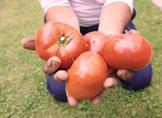 légumes du jardin 