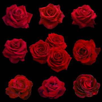 collage of red roses