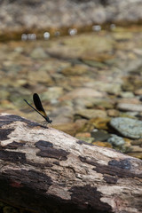 dragonfly sitting on a rock in a mountain stream