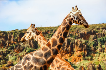 Giraffes (Giraffa camelopardalis)