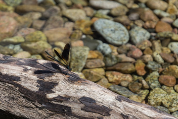 dragonfly sitting on a rock in a mountain stream