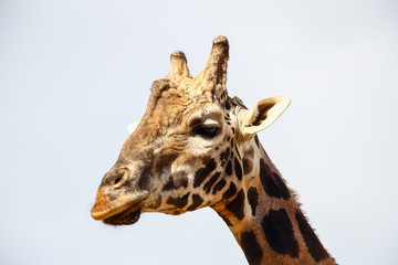Naklejka premium Giraffe (Giraffa camelopardalis) head and face within Cabarceno Natural Park, Cantabria, Spain