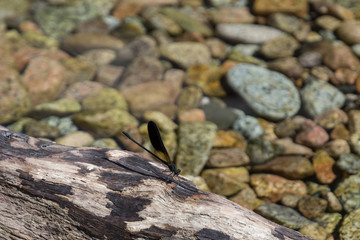 dragonfly sitting on a rock in a mountain stream