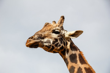 Giraffe (Giraffa camelopardalis) head and face within Cabarceno Natural Park, Cantabria, Spain