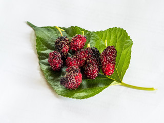 mulberry on the leaf