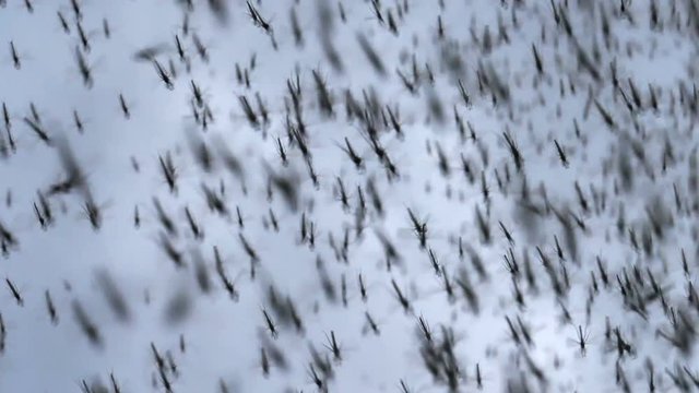 Dense insect swarm of black midge bugs, super close up