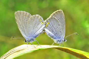 Fototapeta na wymiar Two beautiful mating butterflies. 