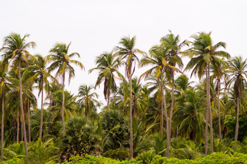 Palms Srilanka