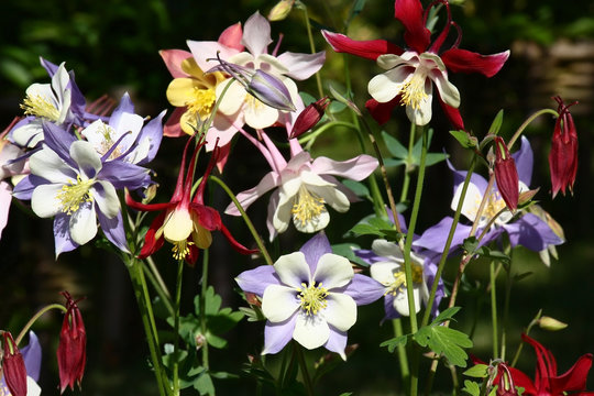 Fototapeta Different color of a aquilegia./In one place of a flower bed aquilegia with flowers of different colors blossom.