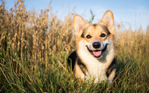 Happy and active dog is a purebred Welsh Corgi outdoors in the field on a Sunny day.
