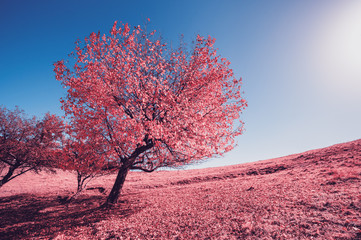 Majestic alone birch tree on a hill slope with sunny beams at mountain valley. Infrared picture.