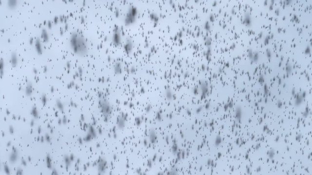 Hypnotic dense insect swarm slow motion black bugs shallow depth of field