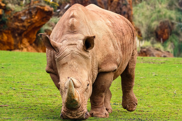Obraz premium White rhinoceros or White Rhino, Ceratotherium simum, with big horn in Cabarceno Natural Park