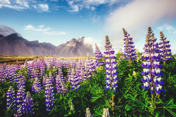 Great  view of  lupine flowers. Location place Stokksnes cape, Vestrahorn (Batman Mountain),...